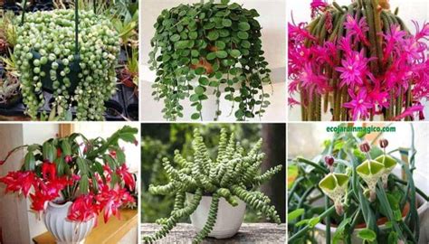 12 Cactus Y Suculentas Colgantes Fáciles De Cuidar Y Cultivar Eco