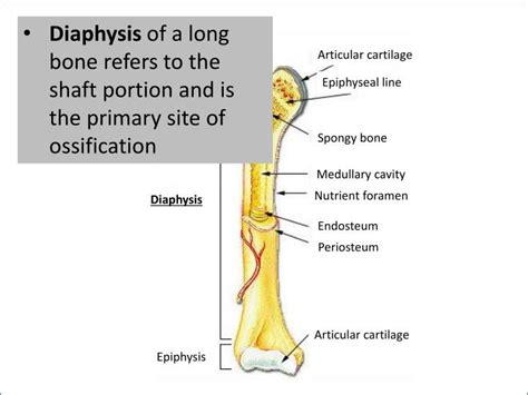 Compact bone tissue consists of osteons that are aligned parallel to the long axis of the bone and the haversian canal periosteum : PPT - Epiphysis PowerPoint Presentation - ID:2201699