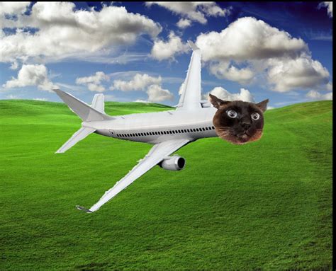 Plane Cat Latest Memes Imgflip