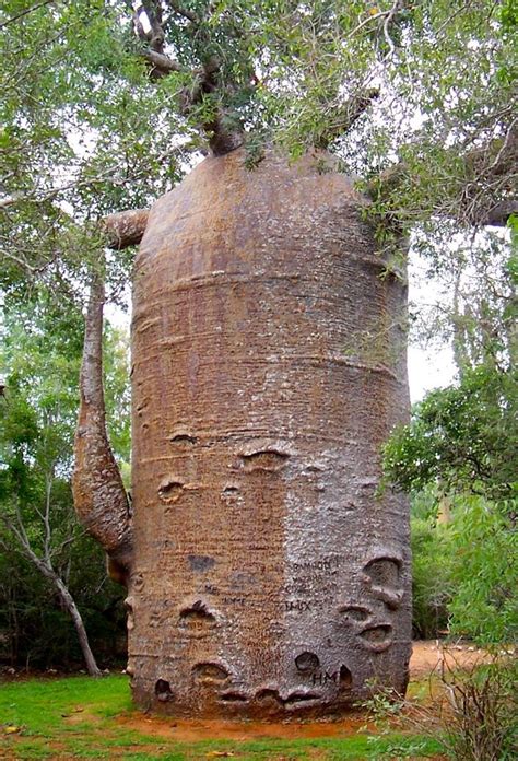 Picture Of The Day Thousand Year Old Baobab Weird Trees Unique Trees Nature Tree