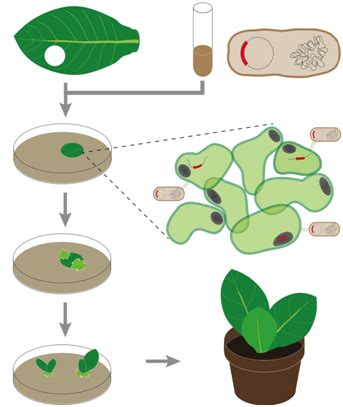 Already today thousands of products come from. 8.8: Transgenic organisms - Biology LibreTexts