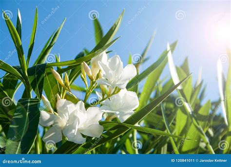 Sweet Oleander Stock Image Image Of Pastel Colors 120841011