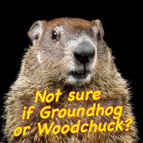 Groundhogs Day Meme KAMPION