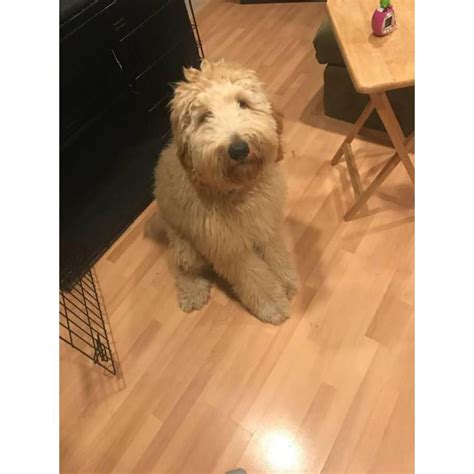 Dog breeders and puppies for sale in michigan. Male Labradoodle puppy for sale in , New Jersey - Puppies ...
