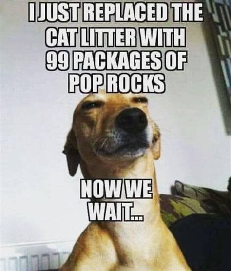 Pin By Beth F On Kitties Funny Dog Captions Funny Dog Memes Funny
