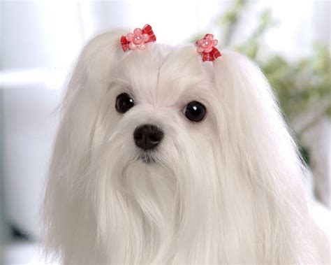 Cute Maltese Maltese Dog White Fluffy Animal Pet Princess