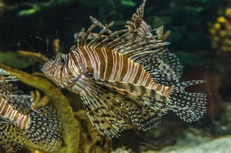 Common Lionfish Underwater Stock Photo Image Of Underwater 186276266
