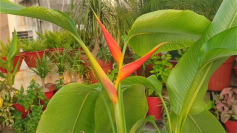 How To Grow And Care Lobster Claw Heliconia Plant Fun Gardening