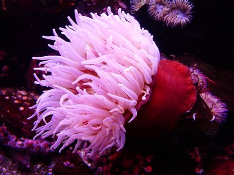 Sea Anemone Water Free Photo On Pixabay