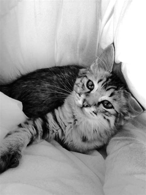 A Black And White Photo Of A Cat Laying Down