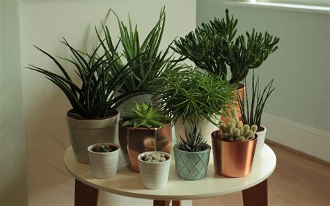 Growing Succulents Indoors Gardening Tips Advice And Inspiration
