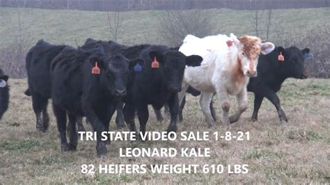 Tri State Video Sale 1 8 21 By Tri State Livestock Market