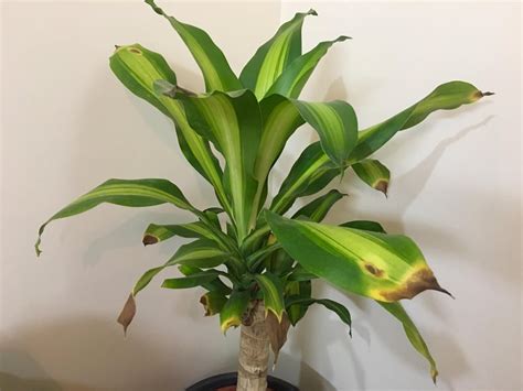 Indoor Plant Leaves Tips Turning Yellowbrown Plantclinic