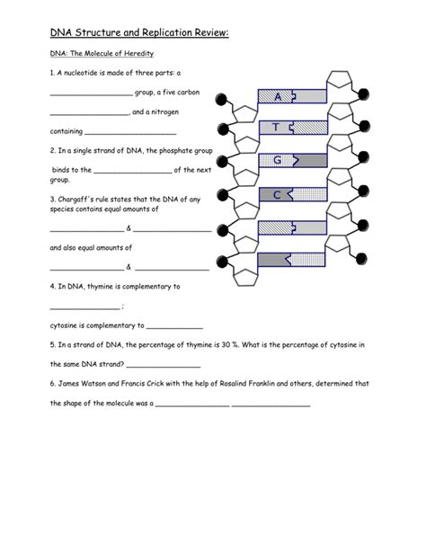 Helicase comes in and unzips the helix by breaking hydrogen bonds. Dna Replication Review Worksheet