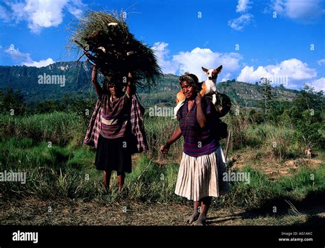 geography travel indonesia people two women of the dani tribe collecting burning material