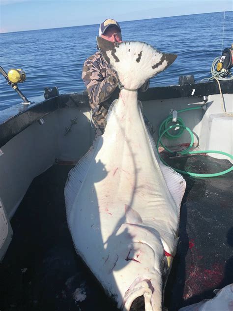 Big Fish Caught In Alaska