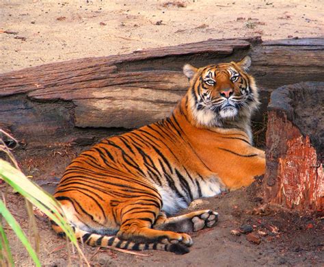 Sumatran Tiger Sumatran Tigers Are Highly Endangered And A Flickr