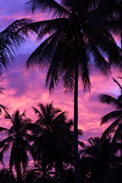 Printed on hahnemuhle photo rag 308gsm. Purple Palm Tree Silhouette Free Stock Photo - Public ...