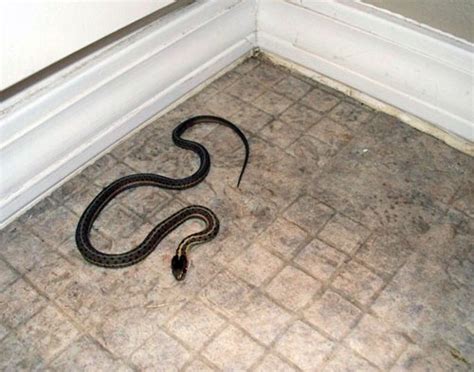 Idaho House Infested With Snakes Ex Residents Say Las Vegas Review