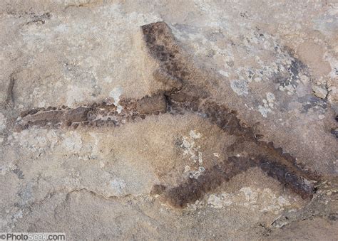 Fossil Shrimp Burrows Chaco Culture National Historical Park New