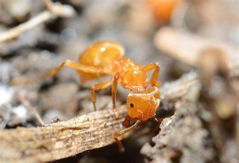 Citronella Ants Identification Habitat And Behavior Pestopped