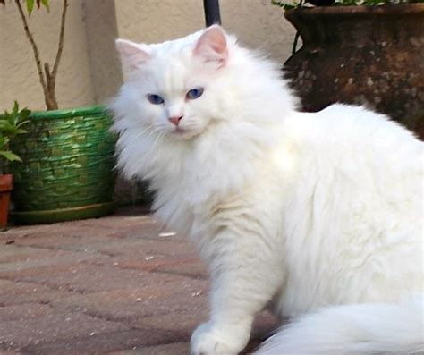 How long do kittens eyes stay blue? As white as pure Snow Perfect Blue eyed White Ragdoll ...