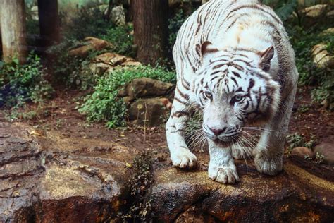 Facts About White Tigers The Truth Behind White Tigers Wild And Green