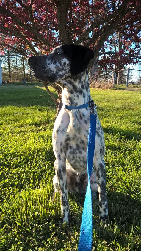 This is our german shorthaired pointer, fritz. Black German Shorthaired Pointer, can't help but love him ...
