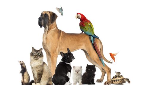 10 Most Popular Pets In America 925 The Beat