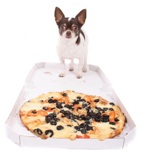 Homemade food for chihuahua with food allergies. How To Help an Obese Chihuahua Lose Weight