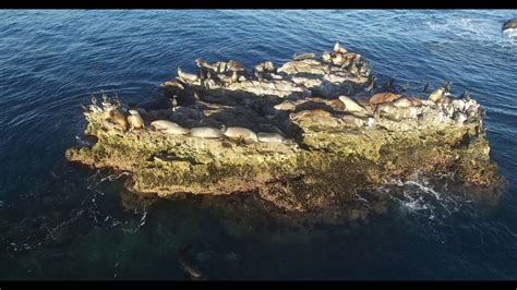 Seal Rock Youtube