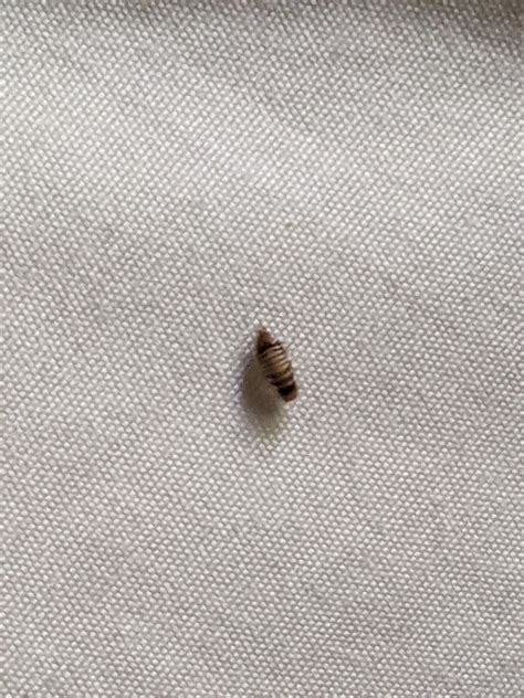 Is This A Bed Bug Found Under My Bed Sheets Rwhatsthisbug