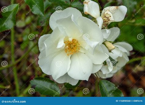 White Rose Flower With A Yellow Centre Stock Photo Image Of Roseraie
