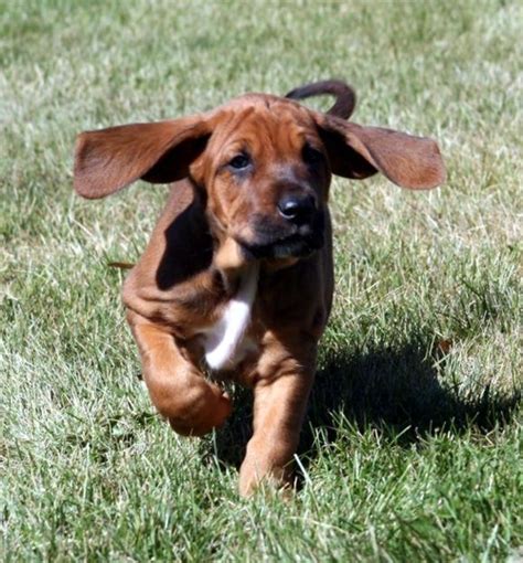 Redbone Coonhound Info Temperament Training Puppies Pictures