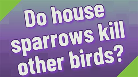 Do House Sparrows Kill Other Birds Youtube