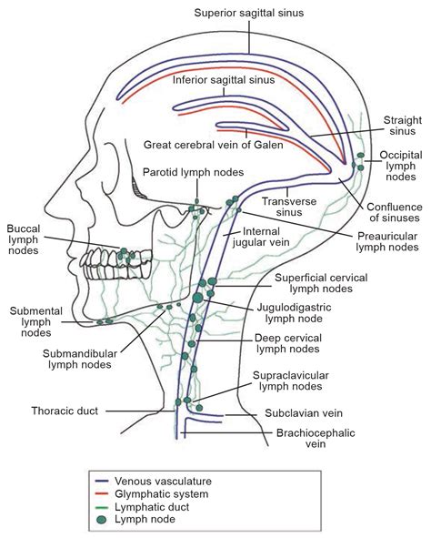 The Glymphatic Lymphatic Continuum Opportunities For Osteopathic