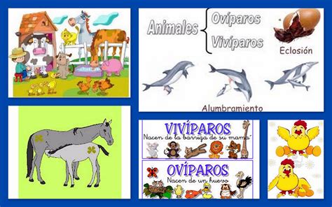 Animales Oviparos Y Viviparos Ejemplos Abstractor