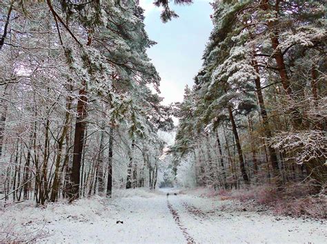 Winter Waldweg Schnee Kostenloses Foto Auf Pixabay Pixabay