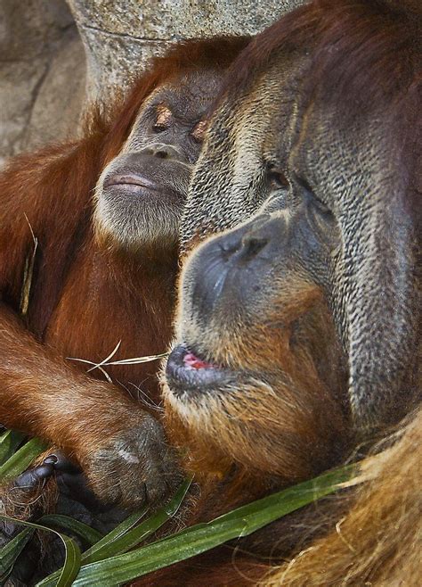 A Nice Couple By Alan Shapiro Photography Orangutans Animals And
