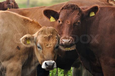 Cows Stock Image Colourbox
