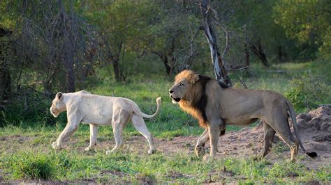 White Lioness Mating With Trilogy Male Lion Male Lion White Lion
