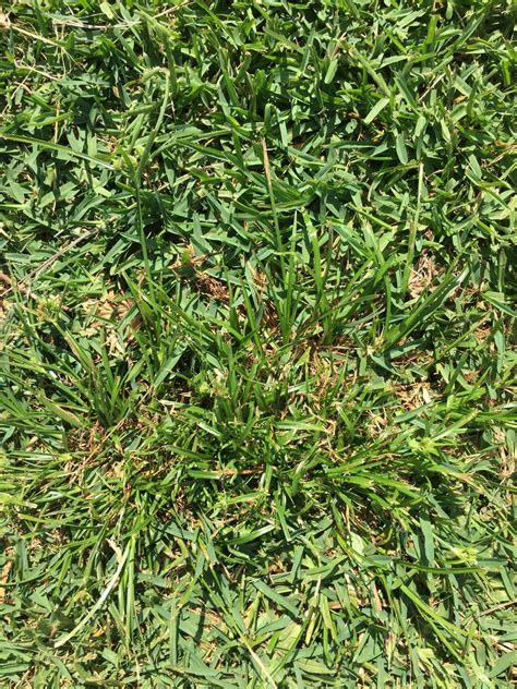 How To Remove Sedge Weeds From Your Lawn MyhomeTURF