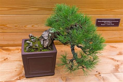 Japanese Black Pine Bonsai How To Grow And Care Florgeous
