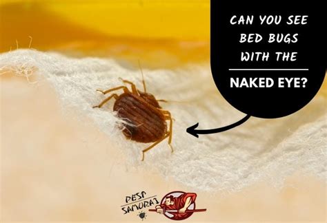 Can You See Bed Bugs With The Naked Eye Facts And Detection Tips