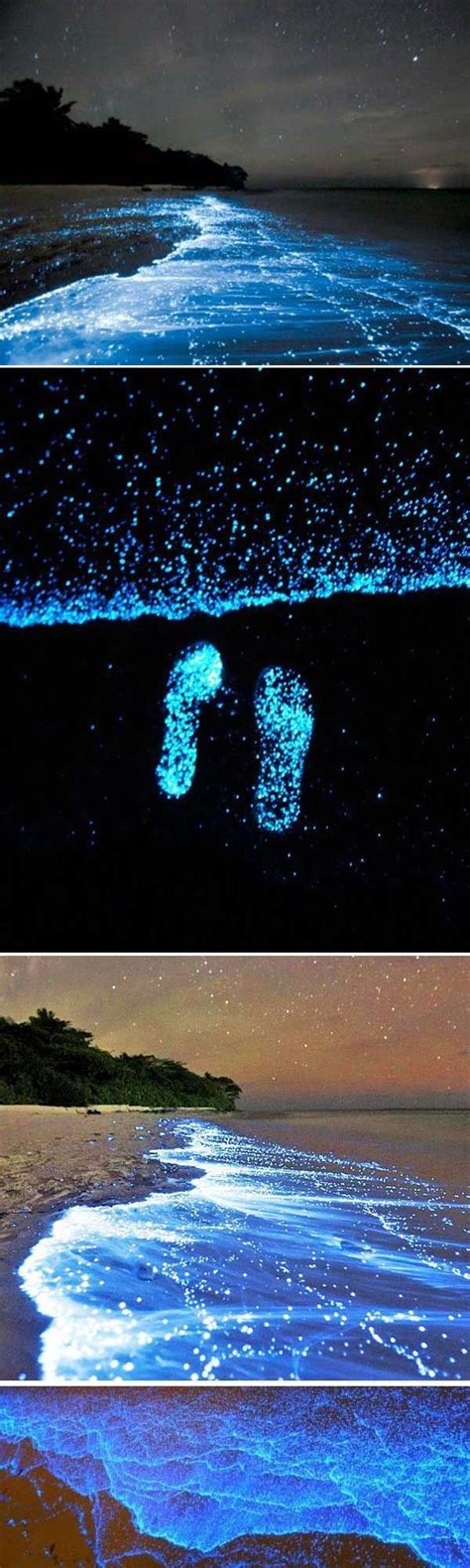 Fascinating View Of The Beach Glow In The Dark Maldives Island