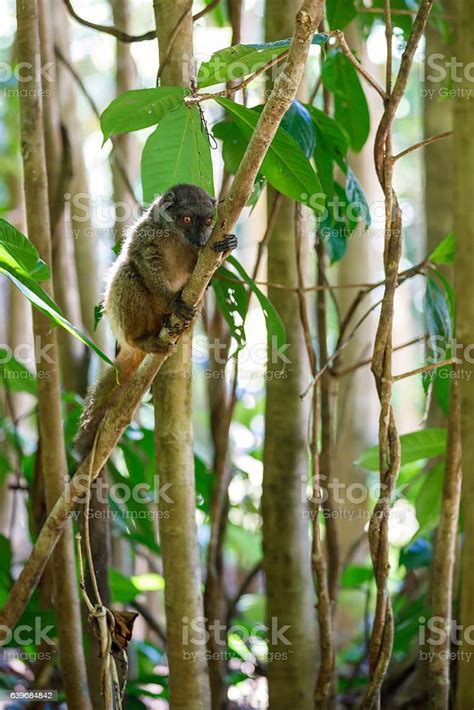 Whiteheaded Lemur Madagascar Stock Photo Download Image Now Africa