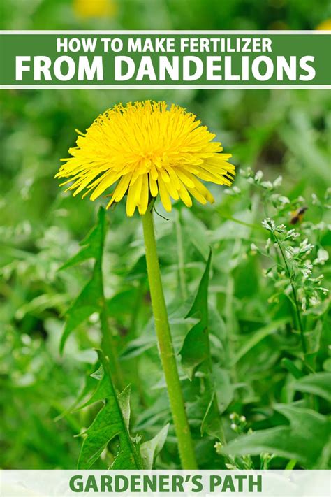 How To Make Dandelion Fertilizer From Unwanted Weeds Gardenerpath