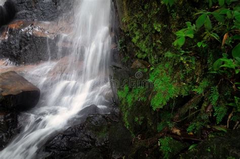Waterfall Stream Flowing In The Tropical Rainforest And Moss Covering