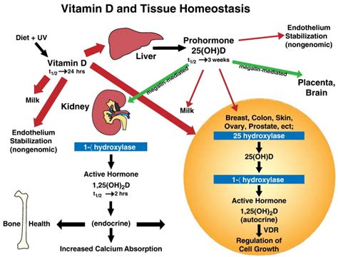 Understanding Vitamin D Metabolism In Pregnancy From Physiology To Pathophysiology And Clinical