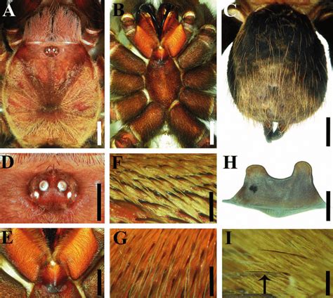 Crassicrus Cocona Sp Nov Female Paratype A Carapace B Prosoma